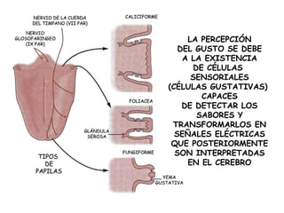 LA PERCEPCIÓN DEL GUSTO SE DEBE A LA EXISTENCIA DE CÉLULAS  SENSORIALES (CÉLULAS GUSTATIVAS)  CAPACES DE DETECTAR LOS SABORES Y TRANSFORMARLOS EN SEÑALES ELÉCTRICAS QUE POSTERIORMENTE SON INTERPRETADAS EN EL CEREBRO 