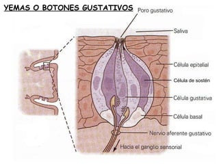 YEMAS O BOTONES GUSTATIVOS Célula de sostén 