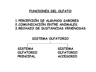 FUNCIONES DEL OLFATO 1.PERCEPCIÓN DE ALGUNOS SABORES 2.COMUNICACIÓN ENTRE ANIMALES 3.RECHAZO DE SUSTANCIAS VENENOSAS SISTEMA OLFATORIO SISTEMA OLFATORIO PRINCIPAL SISTEMA OLFATORIO ACCESORIO 