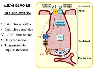 MECANISMO DE  TRANSDUCCIÓN Estímulos sencillos Estímulos complejos    [Ca 2+   intracelular Despolarización Transmisión del impulso nervioso Apical Basolateral Postsináptica Estímulos  sencillos Estímulos complejos Membrana Segundos mensajeros Ca 2+ Ca 2+ Ca 2+ K + + + + + N a + 