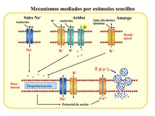Mecanismos mediados por estímulos sencillos Sales Na + Amilorida Na + Acidos + + + + Amilorida K + H + H + H + Na + Baso- lateral K + + + + + + Potencial de acción Ca 2+ Despolarización    [Ca 2+  i Amargo Memb.  apical Sales divalentes Quinina K + 