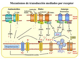 Mecanismos de transducción mediados por receptor Amargo Memb.  apical PLC G PDE G Denatonium    AMPc DAG IP 3 ? Aminoácidos    AMPc Glu L-Arg mGluR4 G + + + + ? AMPc Baso- lateral Ca 2+ Dulce Edulc. Azúcares Azúcares Edulc. + + + + Amilorida AC G PLC G Ca 2+ PKA AMPc P PKC DAG IP 3 ? ? + + + + + K + Na + K + Ca 2+ Despolarización    [Ca 2+  i Potencial de acción 
