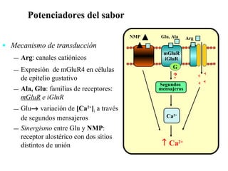 Potenciadores del sabor Mecanismo de transducción Arg : canales catiónicos Expresión  de   mGluR4 en células de epitelio gustativo Ala, Glu : familias de receptores:  mGluR  e iGluR Glu   variación de  [Ca 2+ ] i  a través de segundos mensajeros  Sinergismo  entre Glu y  NMP : receptor alostérico con dos sitios distintos de unión Glu, Ala mGluR iGluR    Ca 2+ Ca 2+ ? NMP G Arg + + + + Segundos  mensajeros 