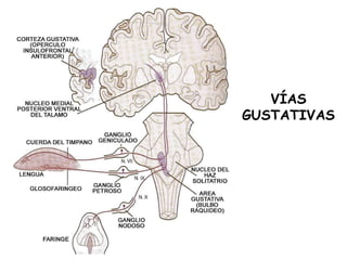 VÍAS GUSTATIVAS 