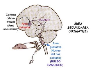 ÁREA SECUNDARIA (PRIMATES) 