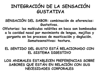 SENSACIÓN DEL SABOR: combinación de aferencias: Gustativas. Olfatorias: las moléculas volátiles en boca son bombeadas a la cavidad nasal por movimiento de lengua, mejillas y garganta en los procesos de masticación y deglución. Somatosensitivas: textura. EL SENTIDO DEL GUSTO ESTÁ RELACIONADO CON EL SISTEMA DIGESTIVO LOS ANIMALES ESTABLECEN PREFERENCIAS SOBRE SABORES QUE ESTÁN EN RELACIÓN CON SUS NECESIDADES CORPORALES INTEGRACIÓN DE LA SENSACIÓN GUSTATIVA 
