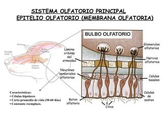 SISTEMA OLFATORIO PRINCIPAL EPITELIO OLFATORIO (MEMBRANA OLFATORIA) Características: •  Células bipolares •  Corto promedio de vida (30-60 días) •  Constante reemplazo. 
