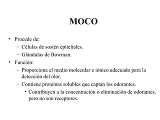 MOCO Procede de: Células de sostén epiteliales. Glándulas de Bowman. Función: Proporciona el medio molecular e iónico adecuado para la detección del olor. Contiene proteínas solubles que captan los odorantes. Contribuyen a la concentración o eliminación de odorantes, pero no son receptores. 