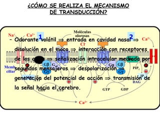 ¿CÓMO SE REALIZA EL MECANISMO DE TRANSDUCCIÓN? Odorante volátil    entrada en cavidad nasal    disolución en el moco    interacción con receptores de los cilios    señalización intracelular mediada por segundos mensajeros    despolarización    generación del potencial de acción    transmisión de la señal hacia el cerebro. + + Cl - PLC 2 DAG IP 3 GDP GTP PIP 2 + P G  G  G  + Ca 2+ Ca 2+ Ca 2+ Na + Moléculas olorosas Memb.  ciliar 1 AC III AMPc ATP GDP GTP + P G  G  G olf 