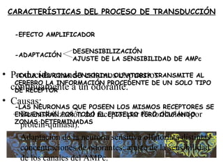 CARACTERÍSTICAS DEL PROCESO DE TRANSDUCCIÓN -EFECTO AMPLIFICADOR -ADAPTACIÓN DESENSIBILIZACIÓN AJUSTE DE LA SENSIBILIDAD DE AMPc -CADA NEURONA SENSORIAL OLFATORIA TRANSMITE AL CEREBRO LA INFORMACIÓN PROCEDENTE DE UN SOLO TIPO DE RECEPTOR -LAS NEURONAS QUE POSEEN LOS MISMOS RECEPTORES SE ENCUENTRAN POR TODO EL EPITELIO PERO OCUPANDO ZONAS DETERMINADAS Producida cuando estamos expuestos continuamente a un odorante. Causas: Desensibilización del receptor por fosforilación (por protein-quinasa). Adaptación de la neurona sensitiva olfatoria a distintas concentraciones de odorantes: ajuste de la sensibilidad de los canales del AMPc. 