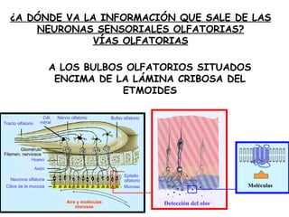 ¿A DÓNDE VA LA INFORMACIÓN QUE SALE DE LAS NEURONAS SENSORIALES OLFATORIAS? VÍAS OLFATORIAS A LOS BULBOS OLFATORIOS SITUADOS ENCIMA DE LA LÁMINA CRIBOSA DEL ETMOIDES Aire y moléculas olorosas Neurona olfatoria Cilios de la mucosa Hueso Axón Nérvio olfatorio Bulbo olfatorio Epitelio olfatorio Mucosa Cél. mitral Glomérulo Filamen. nerviosos Tracto olfatorio Detección del olor Moléculas 