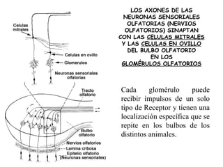 LOS AXONES DE LAS NEURONAS SENSORIALES OLFATORIAS (NERVIOS OLFATORIOS) SINAPTAN CON LAS  CELULAS MITRALES Y LAS  CELULAS EN OVILLO DEL BULBO OLFATORIO EN LOS GLOMÉRULOS OLFATORIOS Cada glomérulo puede recibir impulsos de un solo tipo de Receptor y tienen una localización específica que se repite en los bulbos de los distintos animales. 