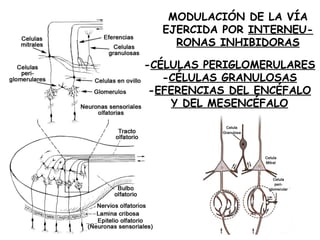 MODULACIÓN DE LA VÍA EJERCIDA POR  INTERNEU- RONAS INHIBIDORAS - CÉLULAS PERIGLOMERULARES - CÉLULAS GRANULOSAS - EFERENCIAS DEL ENCÉFALO Y DEL MESENCÉFALO 