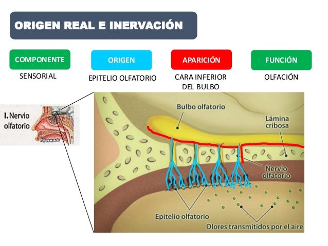 Nervio Olfatorio primer par craneal
