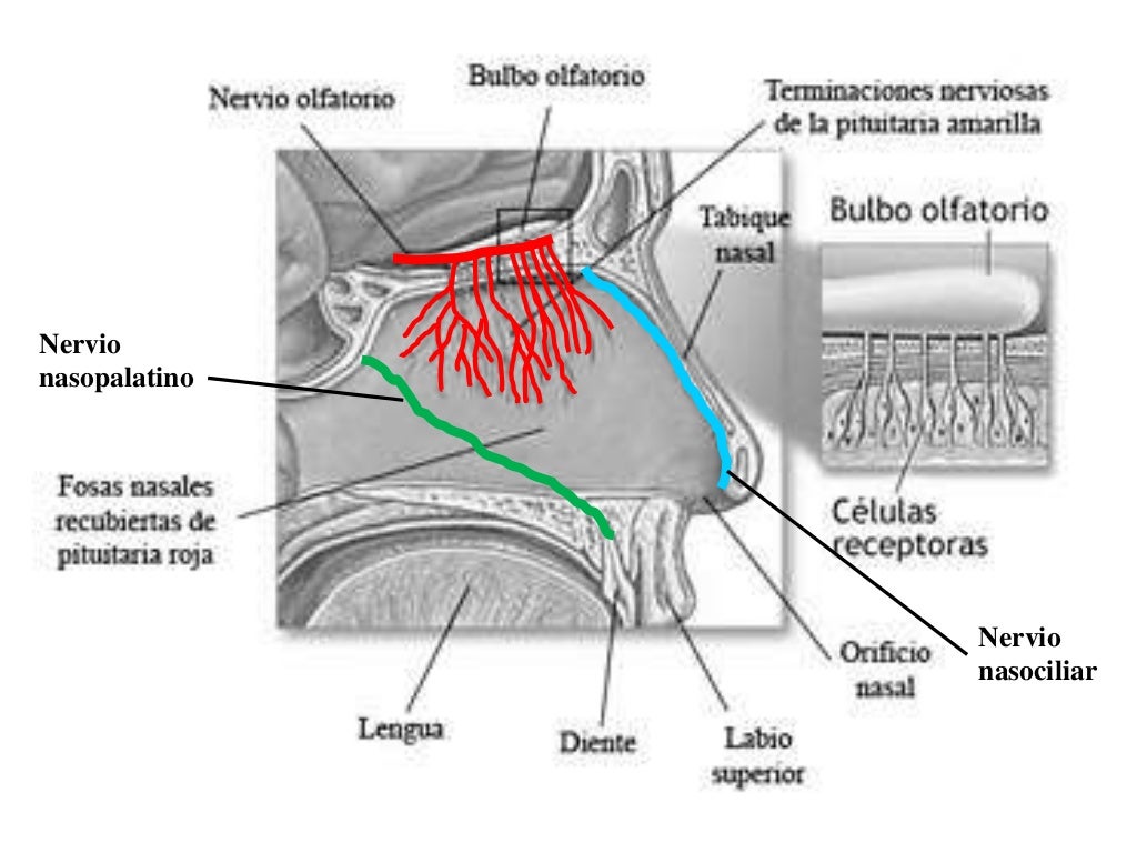 Nervio Olfatorio primer par craneal