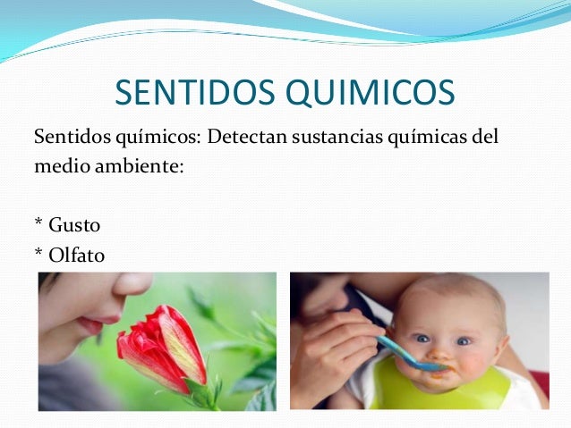 Resultado de imagen para sentidos quimicos olfato y gusto