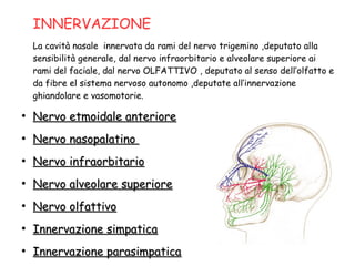 INNERVAZIONE
La cavità nasale innervata da rami del nervo trigemino ,deputato alla
sensibilità generale, dal nervo infraorbitario e alveolare superiore ai
rami del faciale, dal nervo OLFATTIVO , deputato al senso dell’olfatto e
da fibre el sistema nervoso autonomo ,deputate all’innervazione
ghiandolare e vasomotorie.
●
Nervo etmoidale anterioreNervo etmoidale anteriore
●
Nervo nasopalatinoNervo nasopalatino
●
Nervo infraorbitarioNervo infraorbitario
●
Nervo alveolare superioreNervo alveolare superiore
●
Nervo olfattivoNervo olfattivo
●
Innervazione simpaticaInnervazione simpatica
●
Innervazione parasimpaticaInnervazione parasimpatica
 