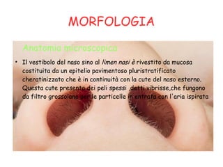 MORFOLOGIA
Anatomia microscopica
●
Il vestibolo del naso sino al limen nasi è rivestito da mucosa
costituita da un epitelio pavimentoso pluristratificato
cheratinizzato che è in continuità con la cute del naso esterno.
Questa cute presenta dei peli spessi ,detti vibrisse,che fungono
da filtro grossolano per le particelle in entrata con l'aria ispirata
 
