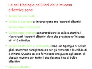 Le sei tipologie cellulari della mucosa
olfattiva sono:
●
Cellule con microvilli
●
Cellule di sostegno:si interpongono tra i neuroni olfattivi
●
Cellule basali orizzontali
●
Cellule basali globose:sembrerebbero le cellule staminali
rigeneranti i neuroni olfattivi dato che prestano un'intensa
attività mitotica
●
Cellule olfattive di rivestimento :sono una tipologia di cellule
gliali ;mostrano somiglianze sia con gli astrociti e le cellule di
Schwann. Queste cellule forniscono una guaina agli assoni di
ciascun neurone per tutto il suo decorso fino al bulbo
olfattivo
●
Neuroni olfattivi
 
