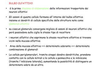 BULBO OLFATTIVO
●
è la prima stazione di elaborazione delle informazioni trasportate dai
neuroni olfattivi
●
Gli assoni di queste cellule formano all'interno del bulbo olfattivo
insieme ai dendriti di cellule specifiche delle strutture note come
glomeruli olfattivi
●
su ciascun glomerulo convergono migliaia di assoni di neuroni olfattivi che
però possiedono sulle ciglia lo stesso tipo di recettore
●
i neuroni olfattivi che esprimono lo stesso recettore olfattivo si trovano
vicini nella mucosa olfattiva
●
Area della mucosa olfattiva ==> determinato odorante <== determinata
combinazione di glomeruli
●
Le cellule periglomerulari, tramite sinapsi dendro-dendritiche, prendono
contatto con le cellule mitrali o le cellule a pennacchio e le inibiscono
(tramite l'inibizione laterale), aumentando la possibilità di distinguere un
determinato odore da un altro.
 
