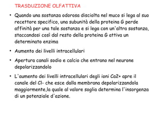 TRASDUZIONE OLFATTIVA
●
Quando una sostanza odorosa disciolta nel muco si lega al suo
recettore specifico, una subunità della proteina G perde
affinità per una tale sostanza e si lega con un'altra sostanza,
staccandosi così dal resto della proteina G attiva un
determinato enzima
●
Aumento dei livelli intracellulari
●
Apertura canali sodio e calcio che entrano nel neurone
depolarizzandolo
●
L'aumento dei livelli intracellulari degli ioni Ca2+ apre il
canale del Cl- che esce dalla membrana depolarizzandola
maggiormente,la quale al valore soglia determina l'insorgenza
di un potenziale d'azione.
 