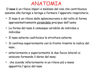 ANATOMIA
Il naso è un rilievo impari e mediano del viso che contribuisce
assieme alla faringe e laringe a formare l'apparato respiratorio.
●
Il naso è un rilievo dello splancnocranio e del volto di forma
approssimativamente piramidale precipuo dell'uomo
●
La forma del naso è comunque variabile da individuo a
individuo
●
Il naso esterno costituisce la struttura esterna
●
Si continua superiormente con la fronte tramite la radice del
naso ,
●
anteriormente e superiormente le due facce laterali si
uniscono formando il dorso del naso;
●
che scende inferiormente in un rilievo più o meno
appuntito,l'apice del naso
 