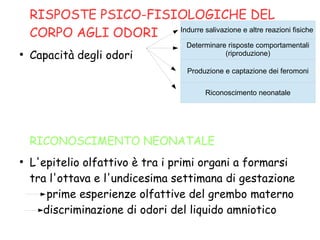 RISPOSTE PSICO-FISIOLOGICHE DEL
CORPO AGLI ODORI
●
Capacità degli odori
RICONOSCIMENTO NEONATALE
●
L'epitelio olfattivo è tra i primi organi a formarsi
tra l'ottava e l'undicesima settimana di gestazione
prime esperienze olfattive del grembo materno
discriminazione di odori del liquido amniotico
Indurre salivazione e altre reazioni fisiche
Determinare risposte comportamentali
(riproduzione)
Produzione e captazione dei feromoni
Riconoscimento neonatale
 