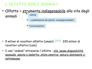 L'OLFATTO DEGLI ANIMALI
●
Olfatto = strumento indispensabile alla vita degli
animali
●
5 milioni di recettori olfattivi (umani) 220 milioni di
recettori olfattivi (cani)
●
I cani “vedono” attraverso l'olfatto : età ,sesso,disponibilità
sessuale ,salute e malattia ,stato emotivo ,natura dominante o
sottomessa
Caccia
Localizzazione dei partner ,compagni,predatori
Comunicazione
 