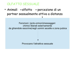 OLFATTO SESSUALE
●
Animali olfatto percezione di un
partner sessualmente attivo a distanza
Feromoni :(ecto-ormoni)messaggeri
chimici liberati esternamente
da ghiandole esocrine(negli uomini ascelle e zona pubica
Provocano l'attrattiva sessuale
 