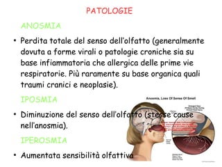 PATOLOGIE
ANOSMIA
●
Perdita totale del senso dell’olfatto (generalmente
dovuta a forme virali o patologie croniche sia su
base infiammatoria che allergica delle prime vie
respiratorie. Più raramente su base organica quali
traumi cranici e neoplasie).
IPOSMIA
●
Diminuzione del senso dell’olfatto (stesse cause
nell’anosmia).
IPEROSMIA
●
Aumentata sensibilità olfattiva
 