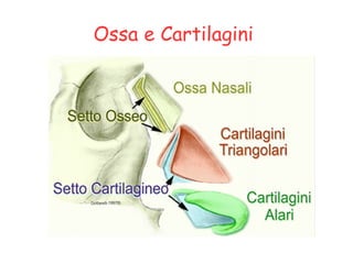 Ossa e Cartilagini
 