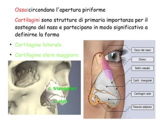 Ossa:circondano l'apertura piriforme
Cartilagini sono strutture di primaria importanza per il
sostegno del naso e partecipano in modo significativo a
definirne la forma
●
Cartilagine laterale
●
Cartilagine alare maggiore
 