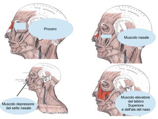 Procero
Muscolo nasale
Muscolo depressore
del setto nasale
Muscolo elevatore
del labbro
Superiore
e dell'ala del naso
 