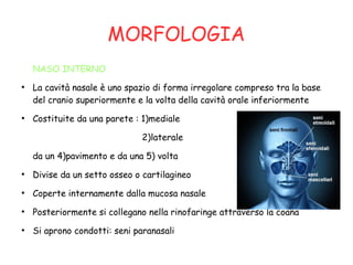 MORFOLOGIA
NASO INTERNO
●
La cavità nasale è uno spazio di forma irregolare compreso tra la base
del cranio superiormente e la volta della cavità orale inferiormente
●
Costituite da una parete : 1)mediale
2)laterale
da un 4)pavimento e da una 5) volta
●
Divise da un setto osseo o cartilagineo
●
Coperte internamente dalla mucosa nasale
●
Posteriormente si collegano nella rinofaringe attraverso la coana
●
Si aprono condotti: seni paranasali
 