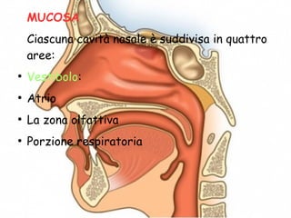 MUCOSA
Ciascuna cavità nasale è suddivisa in quattro
aree:
●
Vestibolo:
●
Atrio
●
La zona olfattiva
●
Porzione respiratoria
 