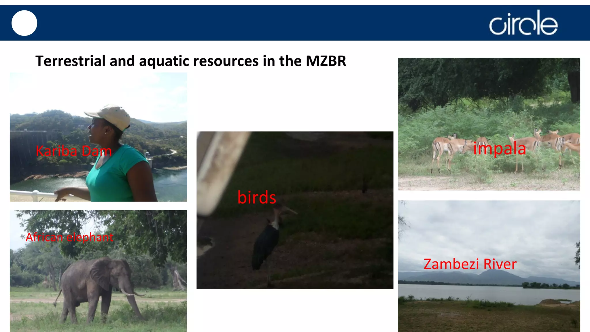 CIRCLE | www.acu.ac.uk/circle
Terrestrial and aquatic resources in the MZBR
Kariba Dam
birds
African elephant
impala
Zambezi River
 