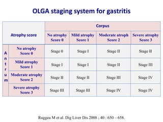 OLGA staging system for gastritis
Ruggea M et al. Dig Liver Dis 2008 ; 40 : 650 – 658.
A
n
t
r
u
m
No atrophy
Score 0
Mild atrophy
Score 1
Moderate atrophy
Score 2
Severe atrophy
Score 3
Stage 0 Stage I Stage II Stage II
Stage I Stage I Stage II Stage III
Stage II Stage II Stage III Stage IV
Stage III Stage III Stage IV Stage IV
Atrophy score
Corpus
No atrophy
Score 0
Mild atrophy
Score 1
Moderate atroph
Score 2
Severe atrophy
Score 3
 
