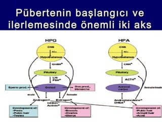 Pübertenin başlangıcı vePübertenin başlangıcı ve
ilerlemesinde önemli iki aksilerlemesinde önemli iki aks
 