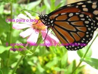 Olha para o lado... E agradeça pela natureza que enfeita seu mundo!!! 