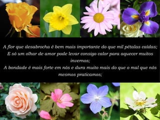 A flor que desabrocha  é  bem mais importante do que mil p é talas ca í das; E s ó  um olhar de amor pode levar consigo calor para aquecer muitos invernos; A bondade  é  mais forte em n ó s e dura muito mais do que o mal que n ó s mesmos praticamos; 