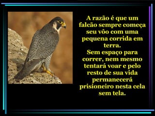A razão é que um falcão sempre começa seu vôo com uma pequena corrida em terra. Sem espaço para correr, nem mesmo tentará voar e pelo resto de sua vida permanecerá prisioneiro nesta cela sem tela. 
