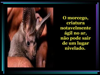 O morcego, criatura notavelmente ágil no ar, não pode sair de um lugar nivelado.   