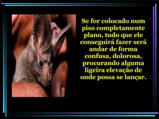 Se for colocado num piso completamente plano, tudo que ele conseguirá fazer será andar de forma confusa, dolorosa, procurando alguma ligeira elevação de onde possa se lançar. 