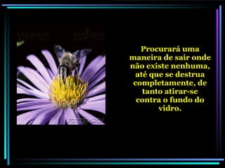 Procurará uma maneira de sair onde não existe nenhuma, até que se destrua completamente, de tanto atirar-se contra o fundo do vidro. 