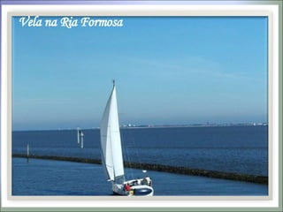 Vela na Ria Formosa 