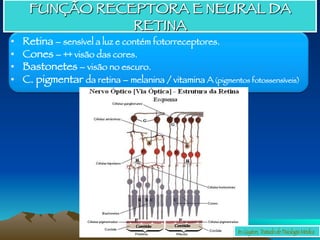 FUNÇÃO RECEPTORA E NEURAL DA
RETINA
•  Retina – sensível a luz e contém fotorreceptores.
•  Cones – ++ visão das cores.
•  Bastonetes – visão no escuro.
•  C. pigmentar da retina – melanina / vitamina A(pigmentos fotossensíveis)
In: Guyton, Tratado de Fisiologia Médica
 