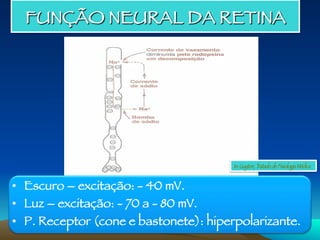 FUNÇÃO NEURAL DA RETINA
•  Escuro – excitação: - 40 mV.
•  Luz – excitação: - 70 a - 80 mV.
•  P. Receptor (cone e bastonete): hiperpolarizante.
In: Guyton, Tratado de Fisiologia Médica
 