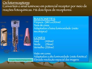 Os fotorreceptores
Convertem o sinal luminoso em potencial receptor por meio de
reações fotoquímicas. Há dois tipos de receptores:

BASTONETES 
Púrpura (380 a 650nm)
Tons de cinza 
Adaptados a baixa luminosidade (visão
escotópica)

CONES 
Azul (419nm)
Verde (531nm) 
Vermelho (559nm)

Visão em cores 
Adaptados a alta luminosidade (visão fotótica)
Elevada resolução espacial das imagens
In: Guyton, Tratado de Fisiologia Médica
 