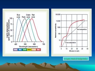 In: Guyton, Tratado de Fisiologia Médica
 