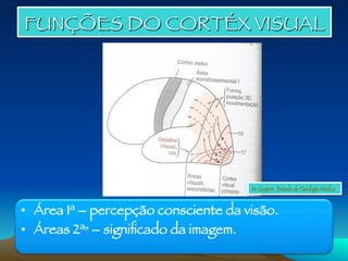 FUNÇÕES DO CORTÉX VISUAL
•  Área 1ª – percepção consciente da visão.
•  Áreas 2ªs – signiﬁcado da imagem.
In: Guyton, Tratado de Fisiologia Médica
 